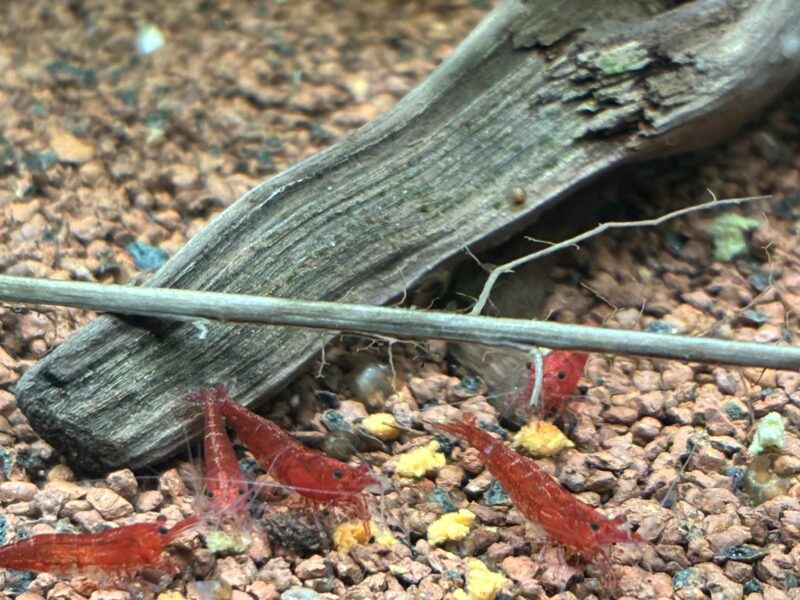 Crevette red cherry