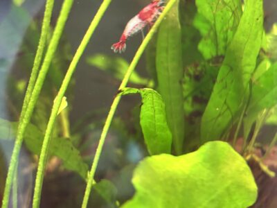 Crevettes Néocaridina Rilly Red blue body