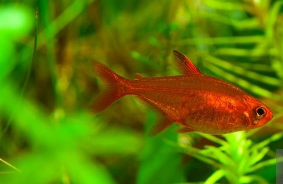 Donne TETRA AMANDAE