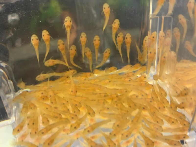 Ancistrus sp. Red