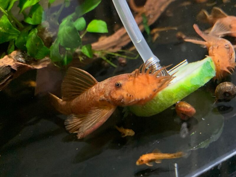 Ancistrus sp. Red