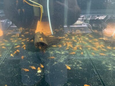 Ancistrus sp. Red