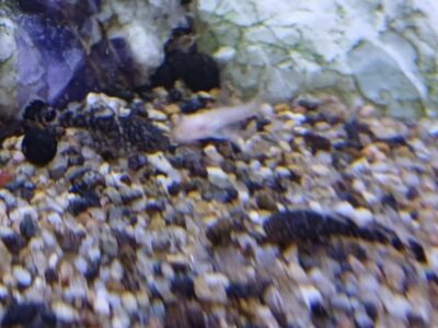 Ancitrus albinos