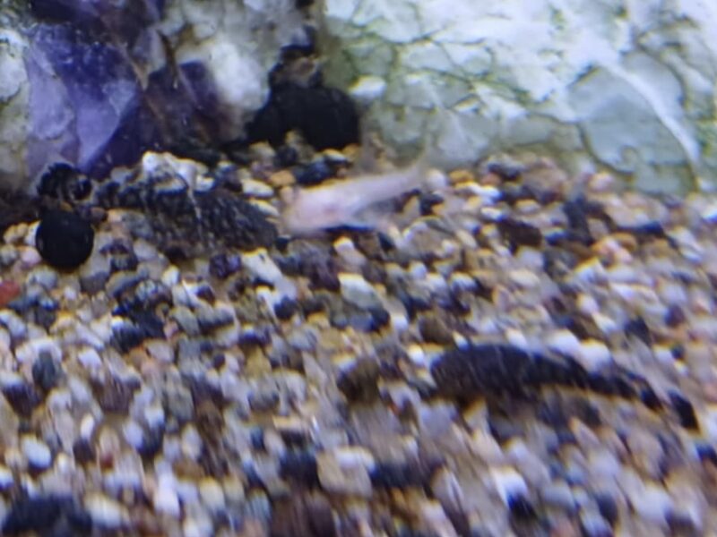 Ancitrus albinos