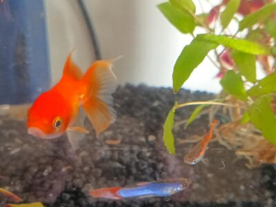 don un poisson rouge et deux guppy