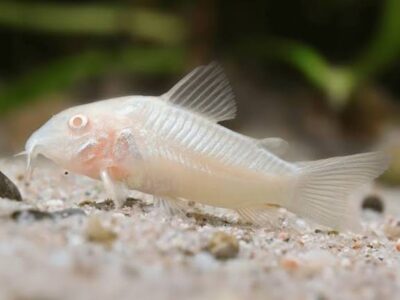 Corydoras albinos