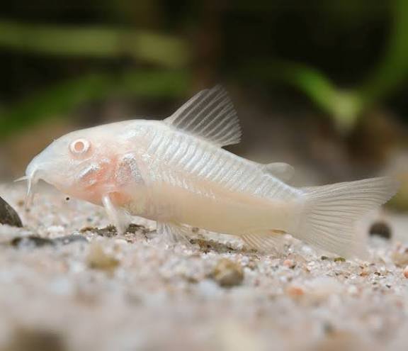 Corydoras albinos