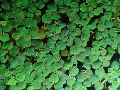 Phyllanthus Fluitans
