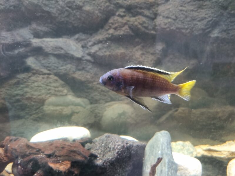 Aquarium 350 équipé