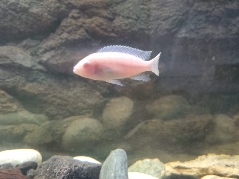 Aquarium 350 équipé