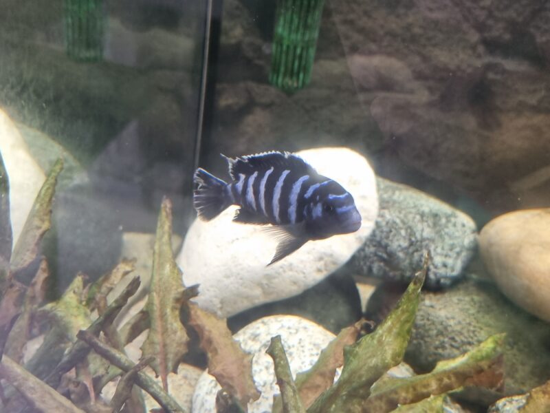 Aquarium 350 équipé