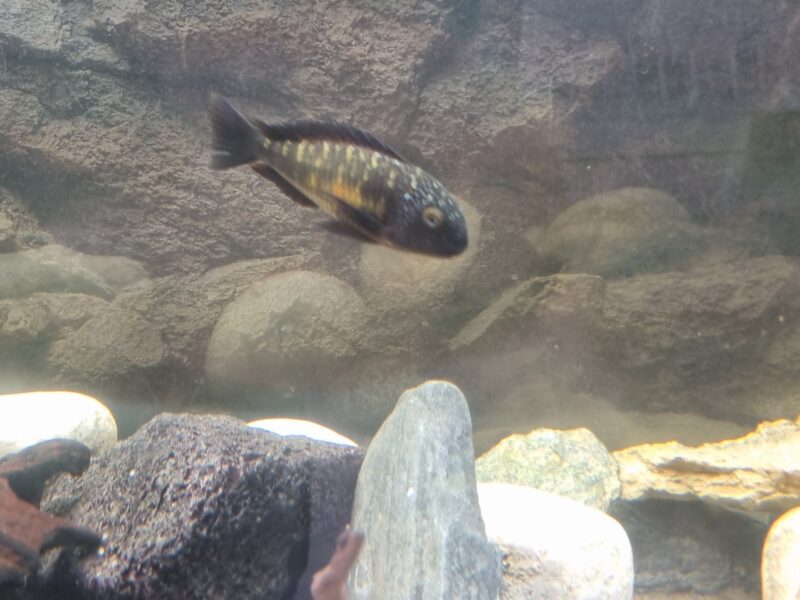 Aquarium 350 équipé