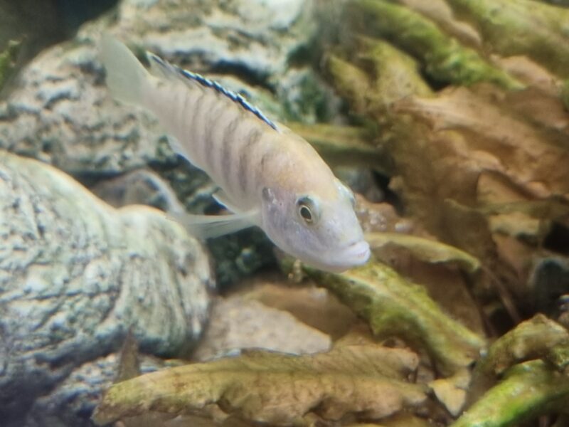 Aquarium 350 équipé