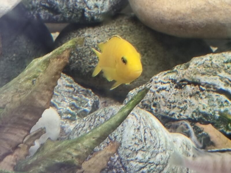 Aquarium 350 équipé
