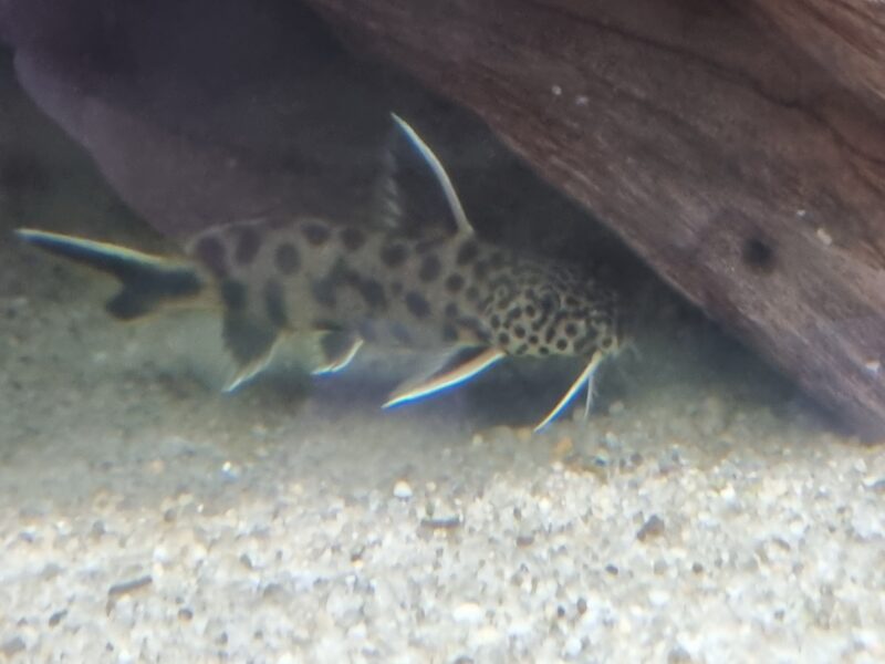 Aquarium 350 équipé