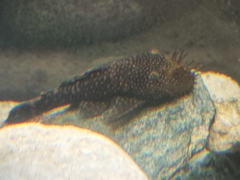 Aquarium 350 équipé