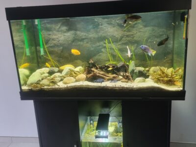 Aquarium 350 équipé
