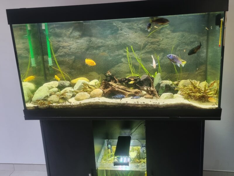 Aquarium 350 équipé