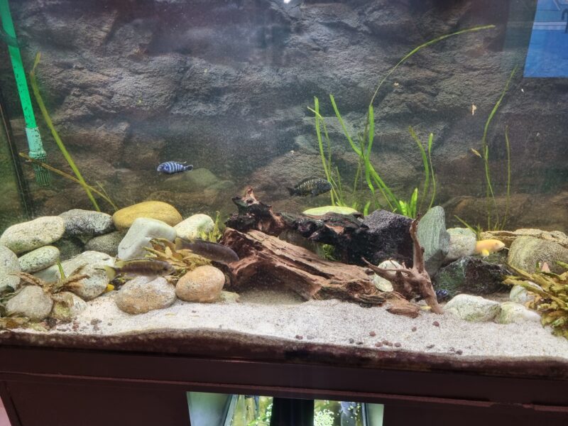 Aquarium 350 équipé