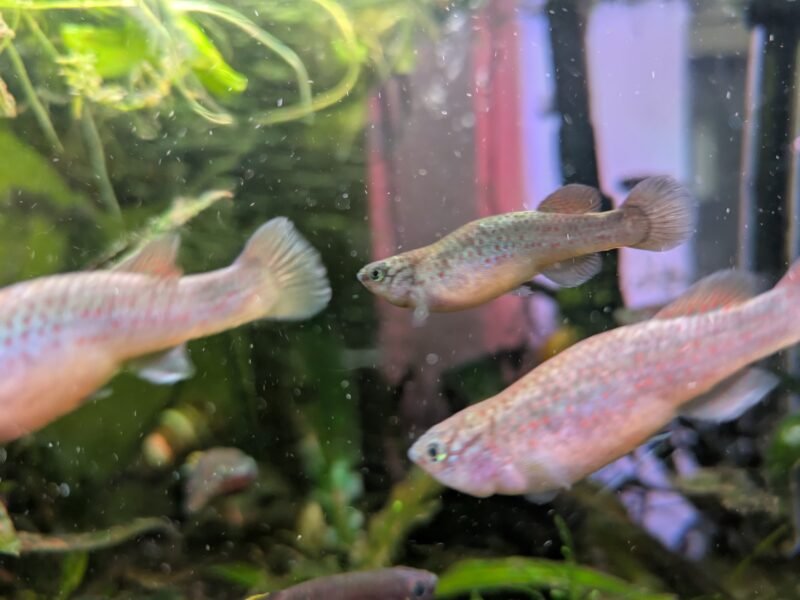 Fundulopanchax gardneri