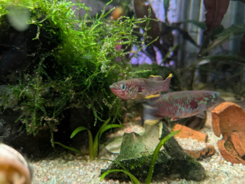 Fundulopanchax gardneri