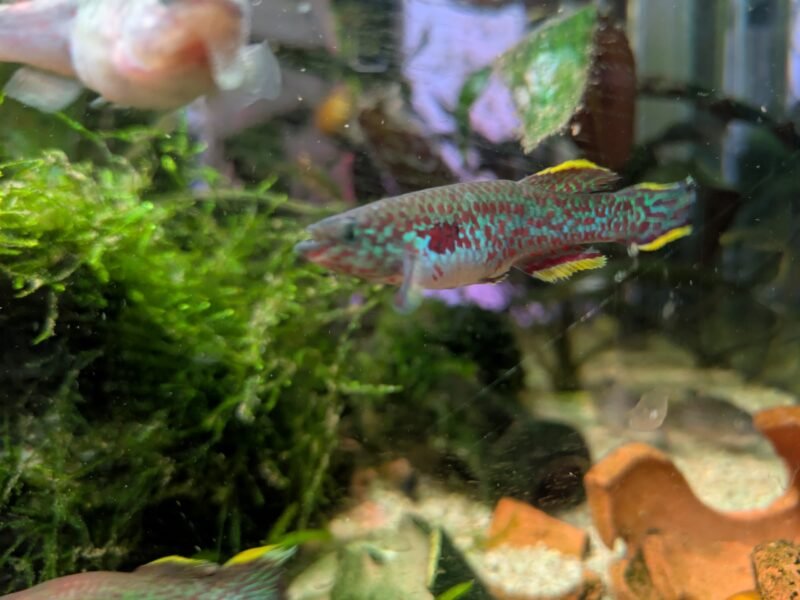 Fundulopanchax gardneri