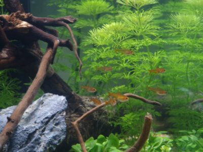 12 Tétra amande (Hyphessobrycon Amandae)