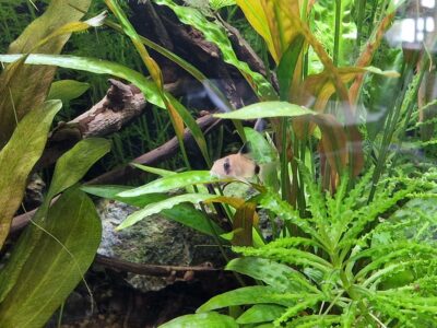 2 Corydoras Panda