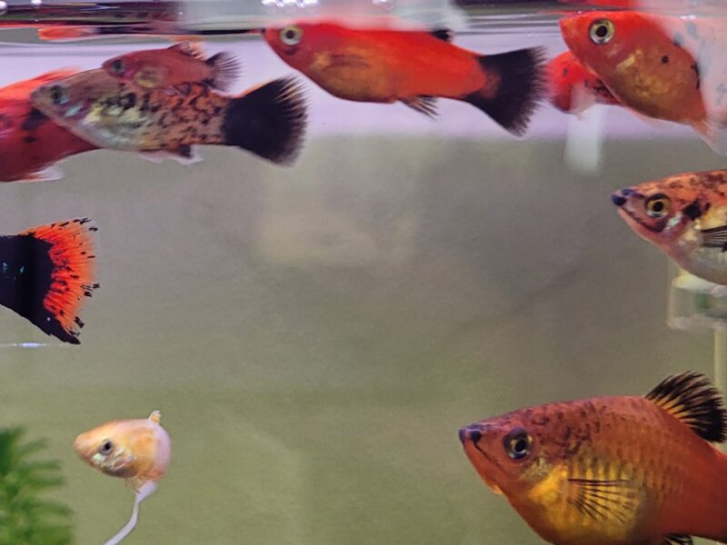 Platy