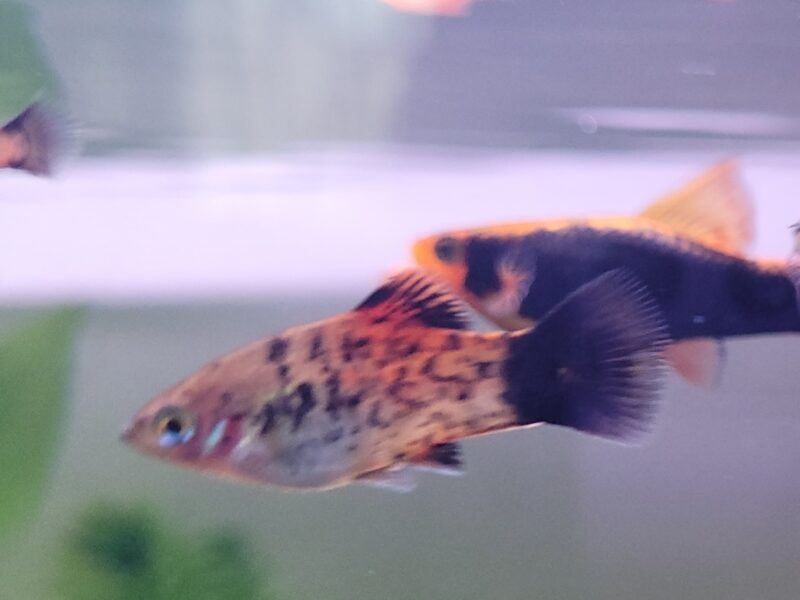 Platy