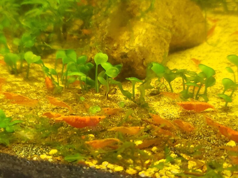 Crevettes neocaridina red cherry