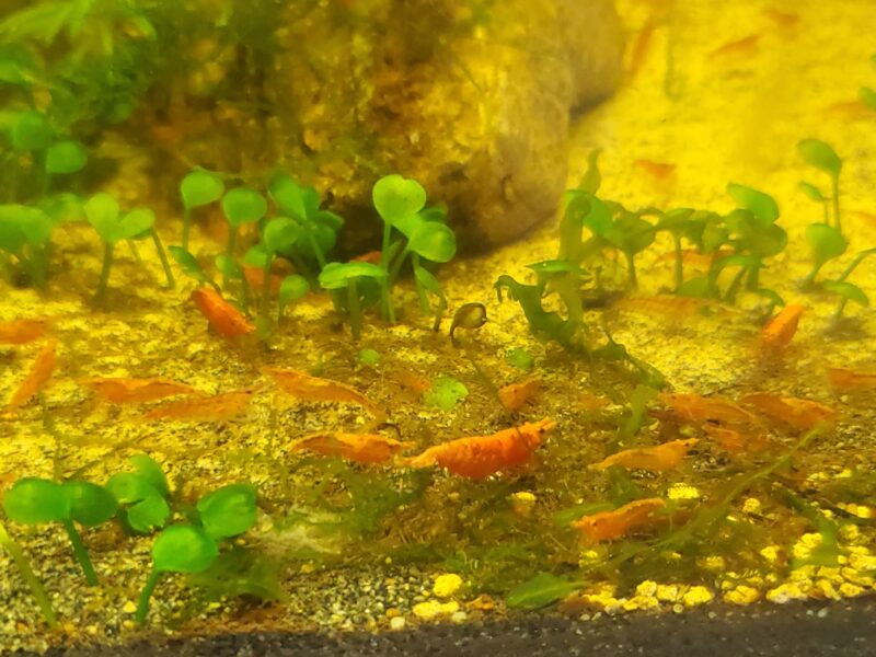 Crevettes neocaridina red cherry