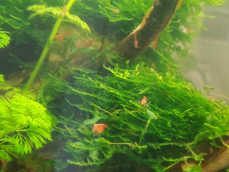Crevettes neocaridina red cherry