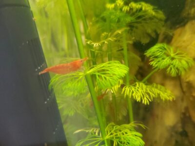 Crevettes neocaridina red cherry