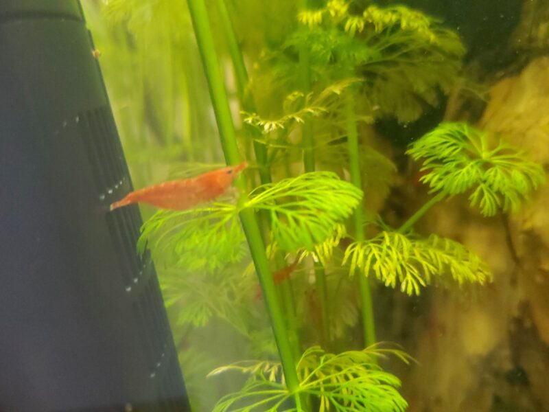 Crevettes neocaridina red cherry