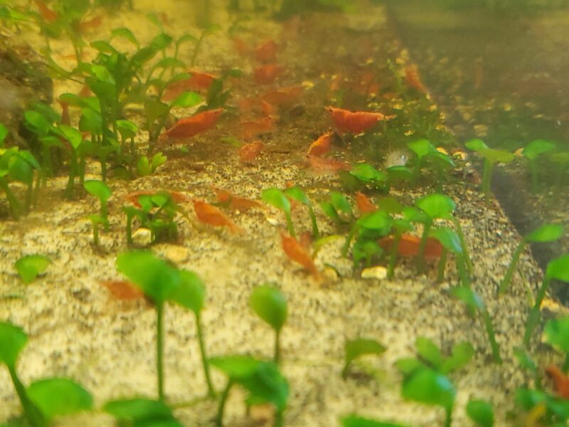 Crevettes neocaridina red cherry