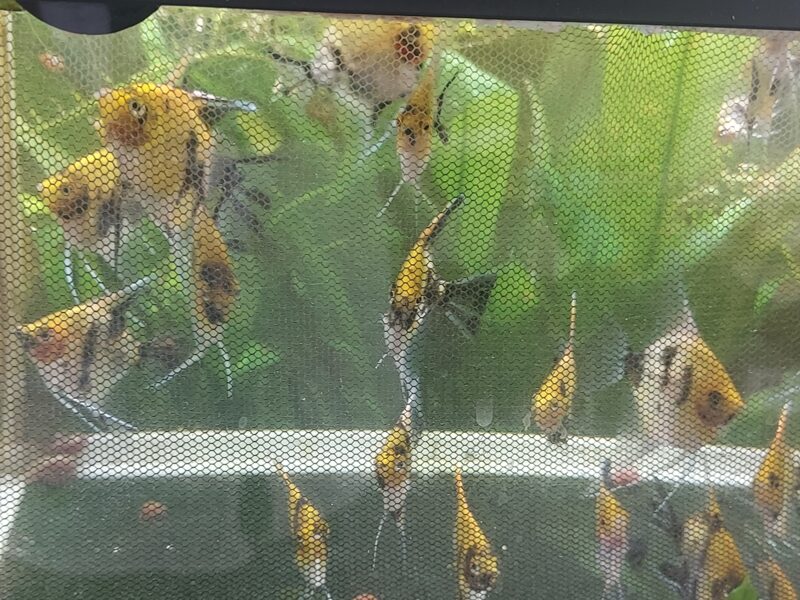 Scalaires Koi de 3 mois