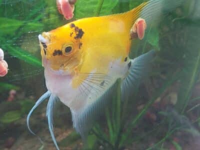Scalaires Koi de 3 mois