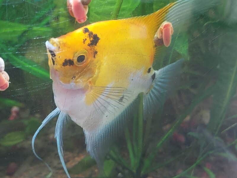 Scalaires Koi de 3 mois