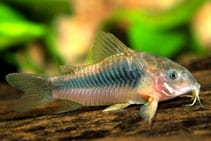 Corydoras