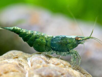 Crevettes Green Jade