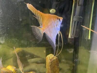 Deux magnifiques scalaires Rio manacapuru