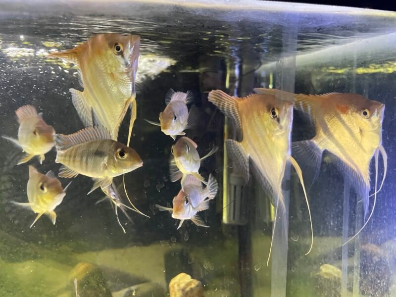 Deux magnifiques scalaires Rio manacapuru