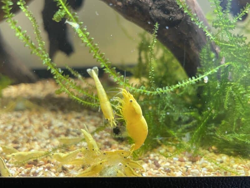 Yellow Fire Neon Crevette - Crevette néon jaune - Neocaridina davidi "Yellow Neon
