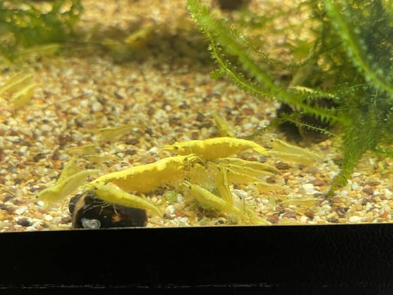 Yellow Fire Neon Crevette - Crevette néon jaune - Neocaridina davidi "Yellow Neon