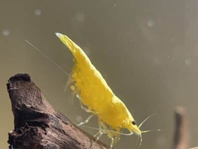 Yellow Fire Neon Crevette - Crevette néon jaune - Neocaridina davidi "Yellow Neon