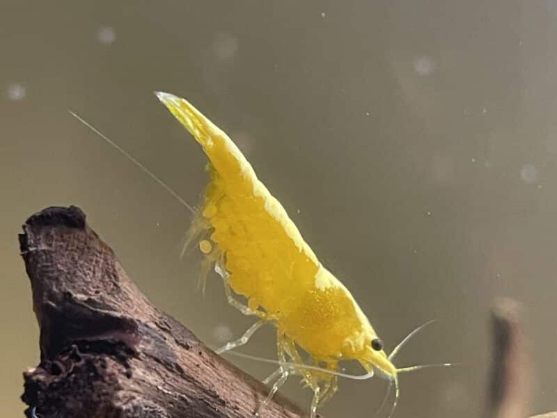 Yellow Fire Neon Crevette - Crevette néon jaune - Neocaridina davidi "Yellow Neon