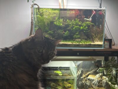 Ancistrus corydoras et blue velvet