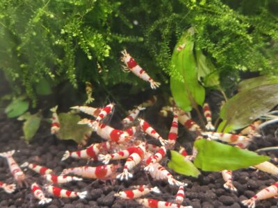 Crevettes crystal red
