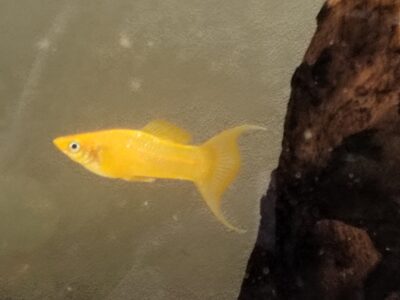 Donne poisson